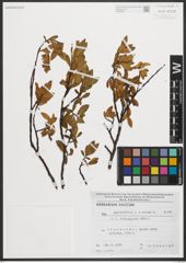 Foto von Salix phylicifolia L. x Salix retusa L.